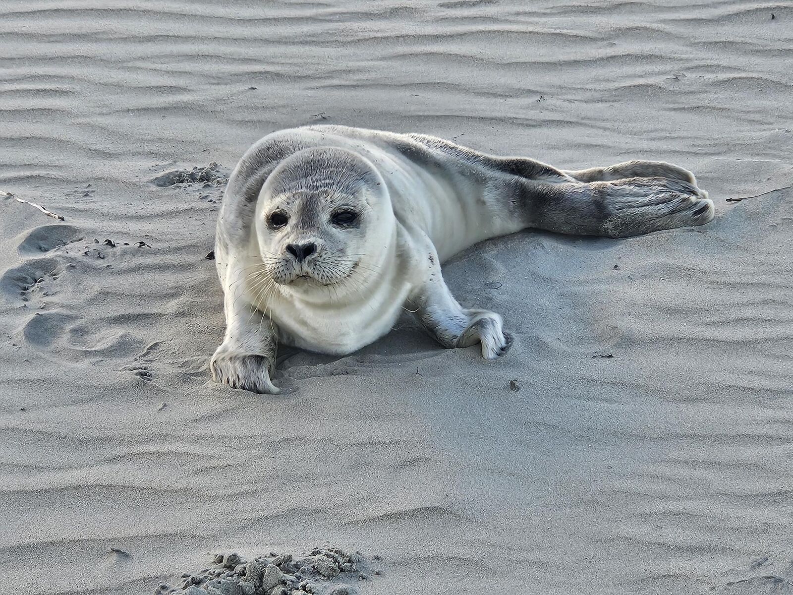 Zeehond op het strand van Ameland